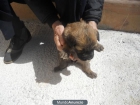 REGALO CACHORROS CRUCE PASTOR ALEMÁN - mejor precio | unprecio.es