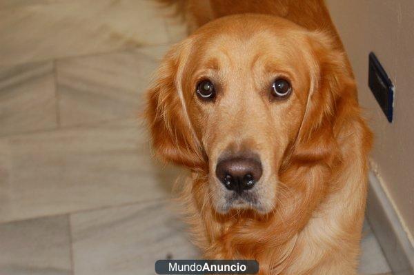 busco pareja para mi golden retriever