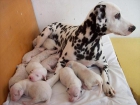 cachorrios de dalmata espectaculares 180 - mejor precio | unprecio.es