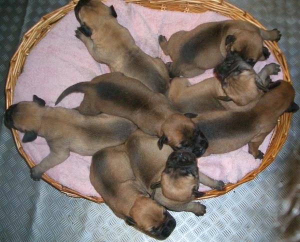 Cachorros de bullmastiff