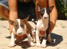 CACHORROS DE BULLTERRIER 590 - mejor precio | unprecio.es