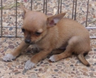 CHIHUAHUA MACHO MUY PEQUEÑITO, ULTIMO DISPONIBLE - mejor precio | unprecio.es