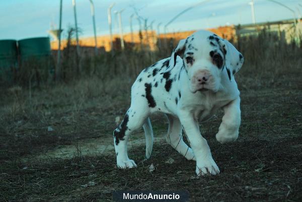 Exclusivos Dogo Aleman primera calidad somos criadores