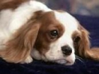 FANTASTICOS CACHORROS DE CAVALIER KING CHARLES CRIADERO EN GIRONA - mejor precio | unprecio.es