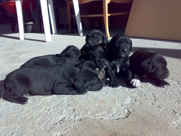 labrador&dalmata