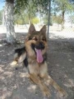 Precioso Pastor Aleman de un año en adopcion - mejor precio | unprecio.es