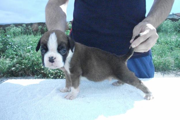 se vende camada