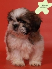 Shih_tzu, el mejor precio - mejor precio | unprecio.es