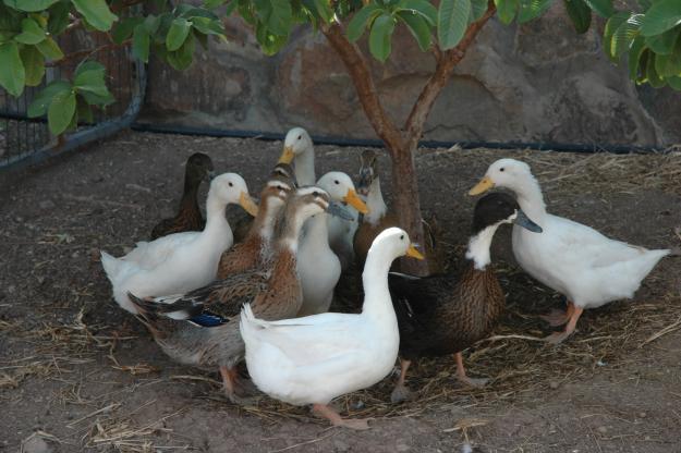 venta de patos domésticos