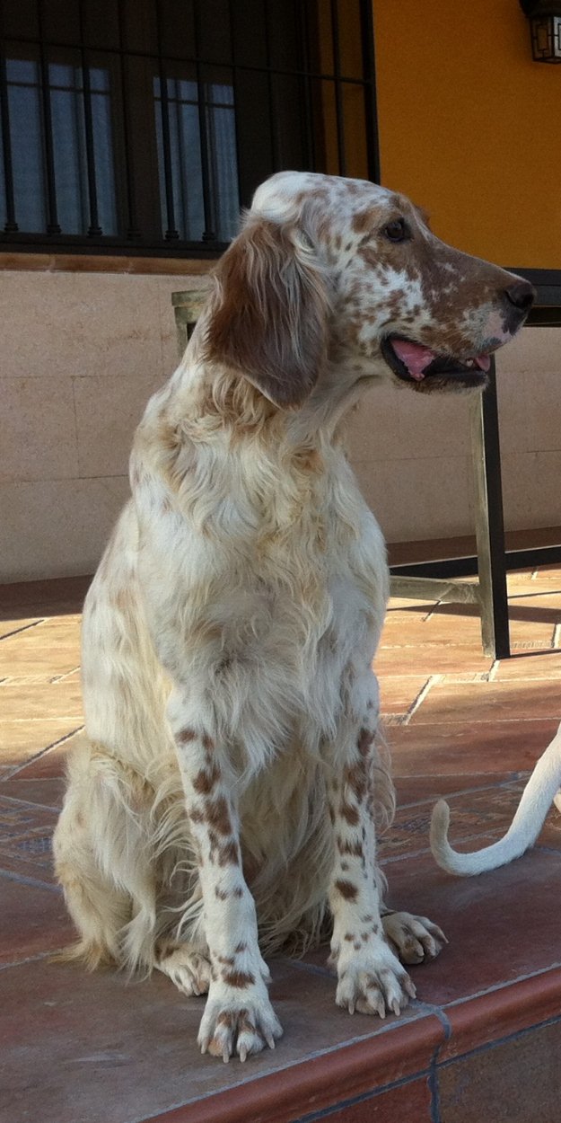 Setter inglés con L.O.E.