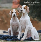 Pointer cachorros líneas inglesas - mejor precio | unprecio.es