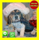 Beagle en madrid - mejor precio | unprecio.es