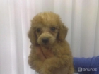 cachorros de caniche con pedegree - mejor precio | unprecio.es