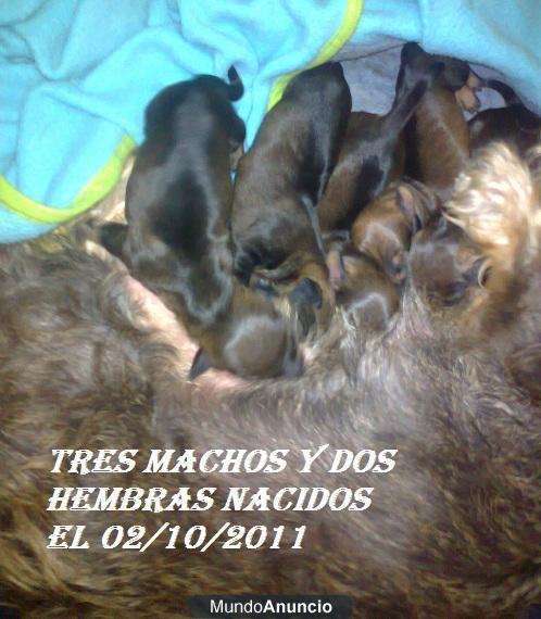 cachorros de teckel para estas navidades