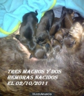 cachorros de teckel para estas navidades - mejor precio | unprecio.es