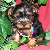 Hermoso cachorro de Yorkshire Terrier de un nuevo hogar