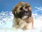 MAGNIFICOS CACHORROS LHASA APSO FOTOS REALES DE LA CAMADA - mejor precio | unprecio.es