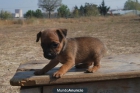 PARA TU HOGAR CACHORROS DE MINI PINSCHER CON 2 MESES - mejor precio | unprecio.es