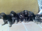 Pastor Aleman cachorros,pedigree,300eur. - mejor precio | unprecio.es