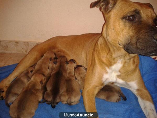 Vendo cachorros de American Stanford (Negociable)