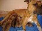 Vendo cachorros de American Stanford (Negociable) - mejor precio | unprecio.es