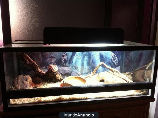 VENDO TERRARIUM + 2 SERPIENTES DEL MAÍZ