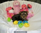 yorkshire terrier - villaviciosa de odon - mejor precio | unprecio.es