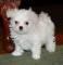 Cachorritos de Bichón Maltés, hay disponibles machos y hembras, son muy pequeñitos, tienen dos meses, ya comen solitos.