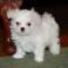Cachorritos de Bichón Maltés, hay disponibles machos y hembras, son muy pequeñitos, tienen dos meses, ya comen solitos. - mejor precio | unprecio.es