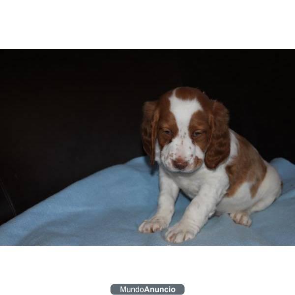 Un magnífica y adaptable Bretaña Spaniel