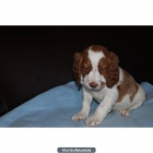 Un magnífica y adaptable Bretaña Spaniel - mejor precio | unprecio.es