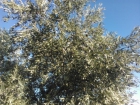 "CHOLLO" Venta de finca de 190 olivas en llano 3 pies centenarias 1 5 poblacion, - mejor precio | unprecio.es