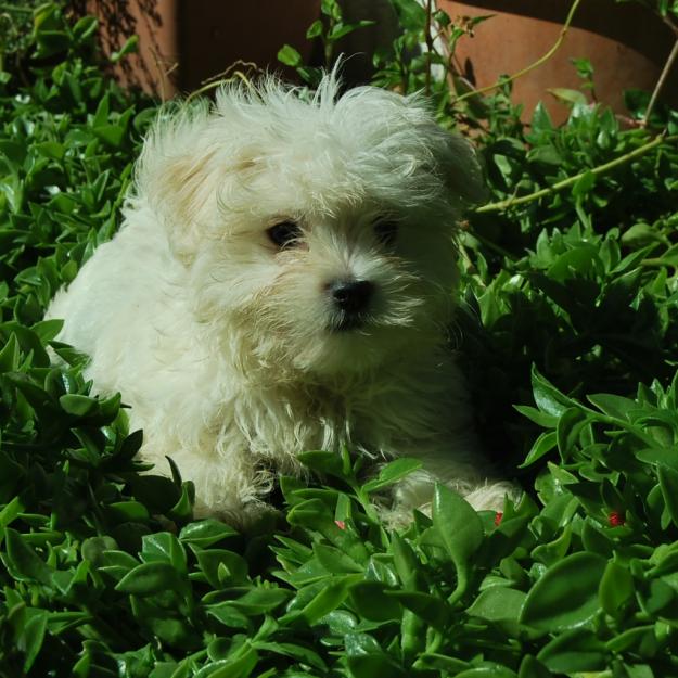 Bichon maltes Miniatura o Bichon maltes toy, cachorros en venta