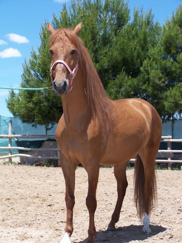 Caballo p.r.e en alicante. nombre: terri