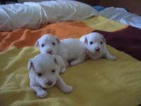 CACHORROS%2BBICHON%2BMALTES