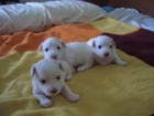 CACHORROS%2BBICHON%2BMALTES - mejor precio | unprecio.es