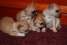 Cachorros chihuahua - mejor precio | unprecio.es