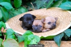 CHIHUAHUA CON 2 MESES CACHORROS DE CALIDAD FOTOS ACTUALES - mejor precio | unprecio.es