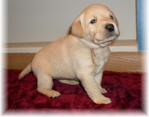 Grandsired cachorros de Labrador Retriever