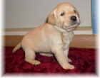 Grandsired cachorros de Labrador Retriever - mejor precio | unprecio.es