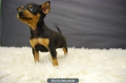 Pinscher mini, muy bonitos!! con Pedigree - mejor precio | unprecio.es