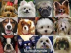 SE CUIDAN Y PASEAN PERROS - mejor precio | unprecio.es