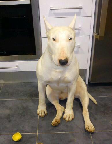 se ofrece macho de bull terrier para montas