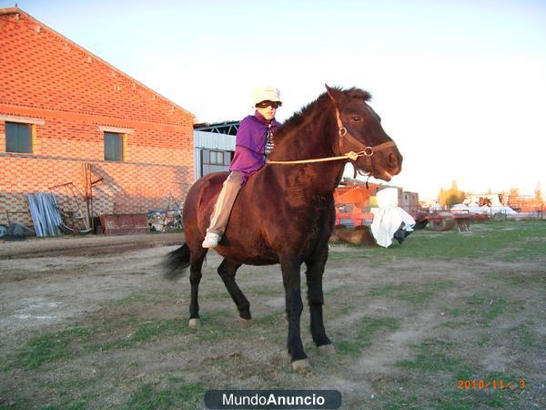 SE VENDE PONY ASTURCON