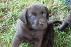 Se venden cachorros labrador color chocolate - mejor precio | unprecio.es