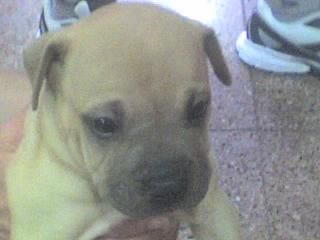 ULTIMO CACHORRO DE PITBULL