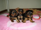 YORKSHIRE TERRIER CACHORROS ENANOS A 400E - mejor precio | unprecio.es