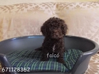 PERRO DE AGUA ESPAÑOL...preciosos cachorros - mejor precio | unprecio.es