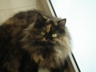 Busco gato persa para aparear con preciosa gatita persa - mejor precio | unprecio.es