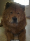 Busco macho chow chow para mi perra,ya esta con periodo - mejor precio | unprecio.es